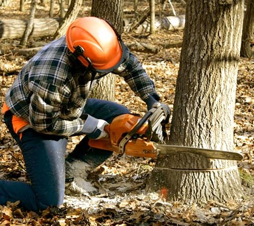 Tree Removal in Wetmore, KS